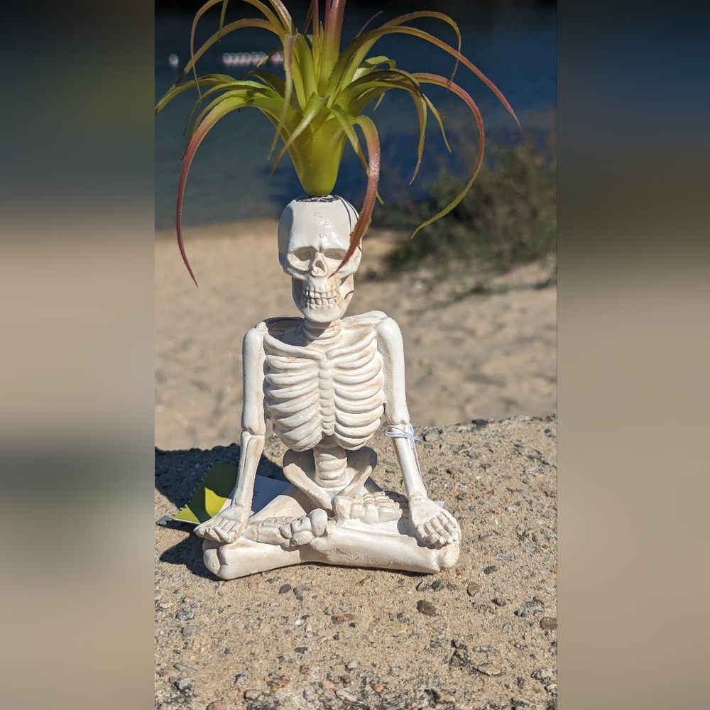 Resin Yoga Skeleton with Faux Air Plant